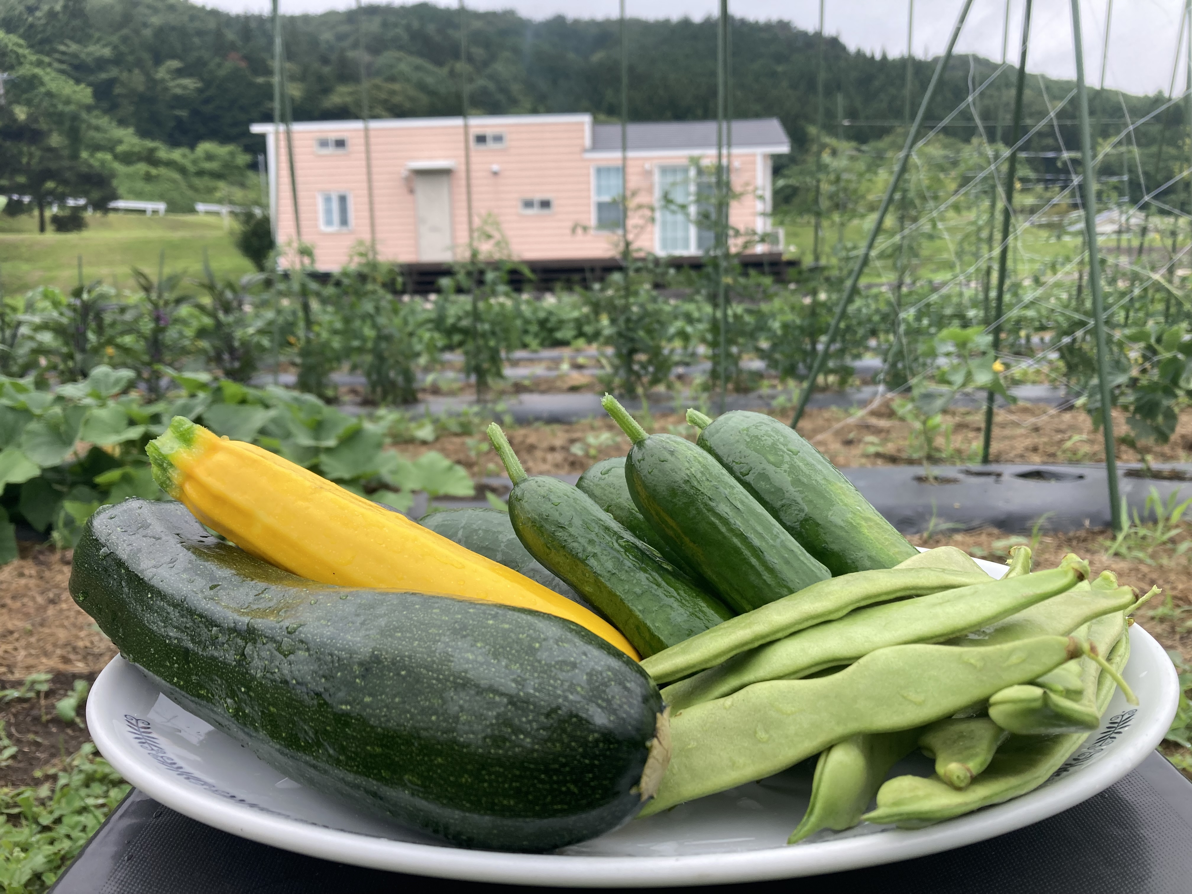 野菜の収穫、スタート！