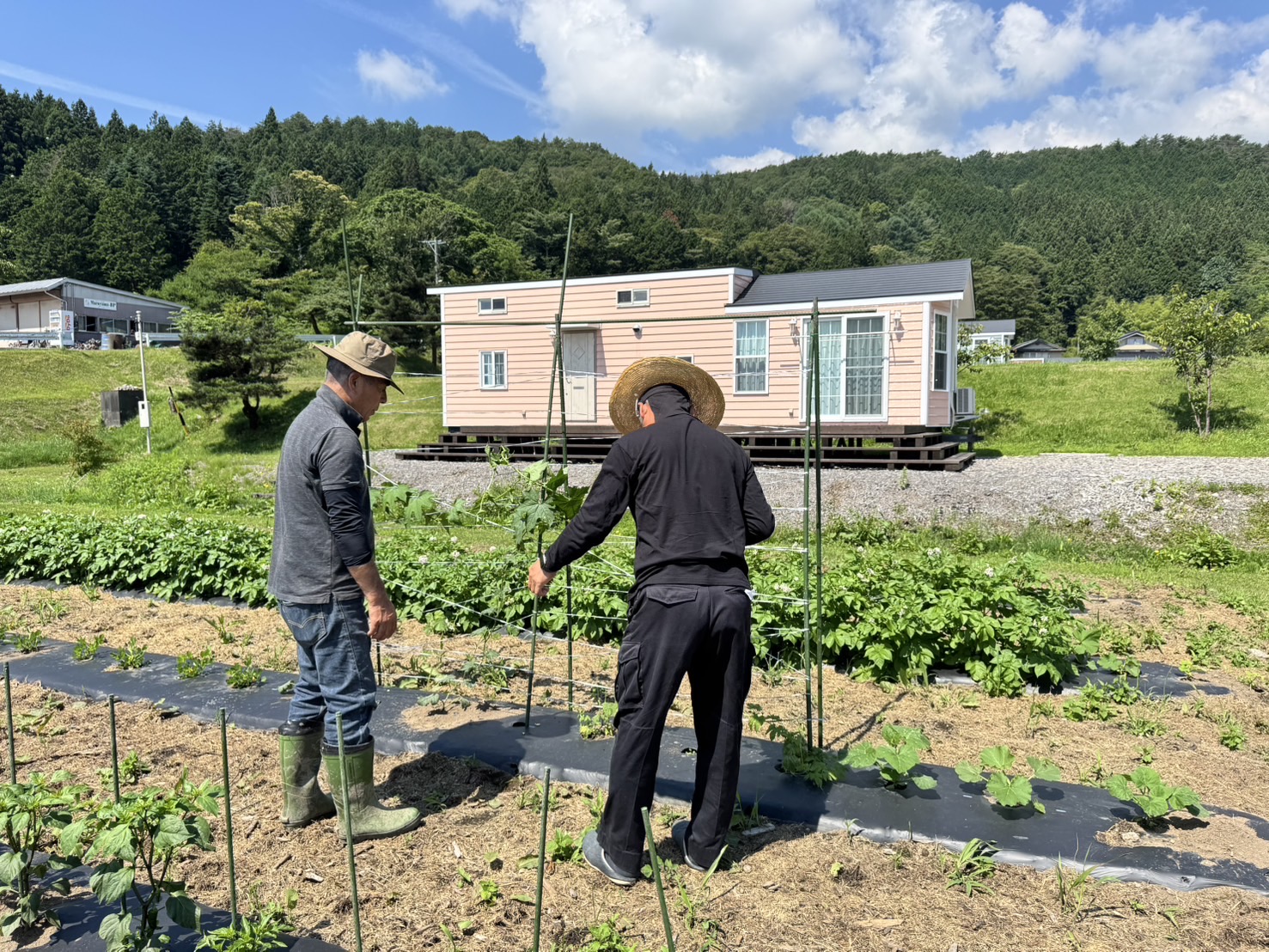 畑の夏野菜が順調に育っています。