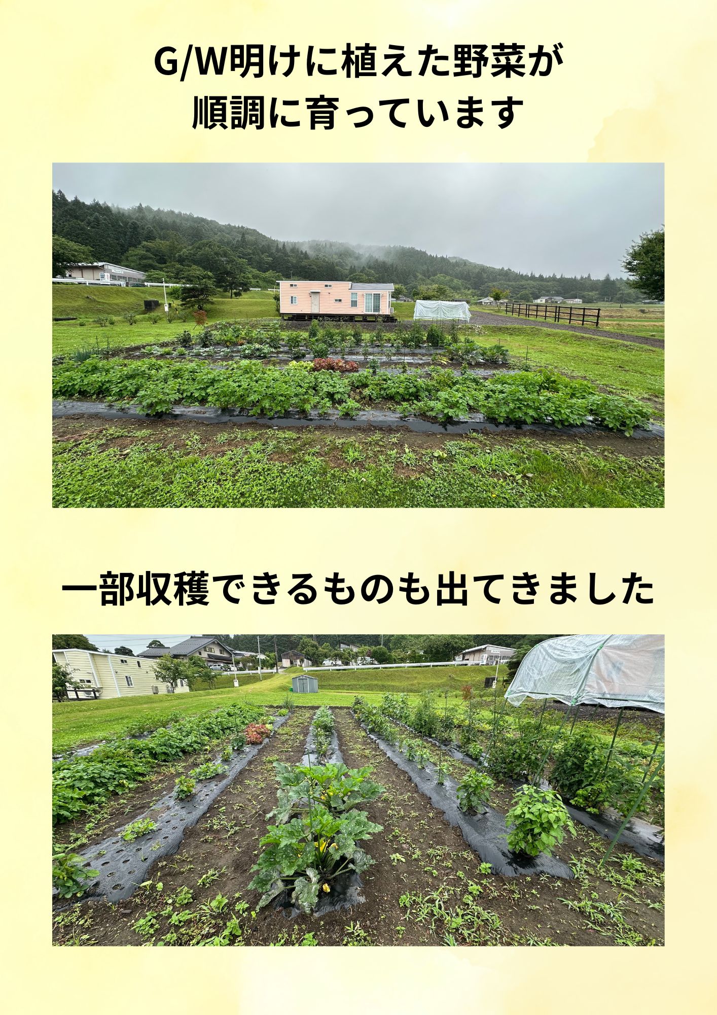 畑の野菜が順調に育っています