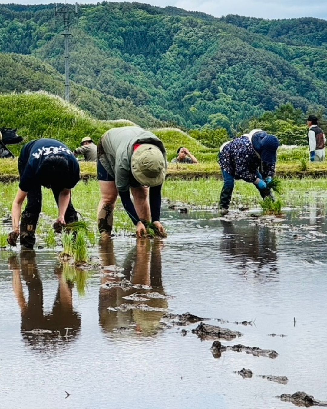 無農薬の田んぼで田植え体験イベント